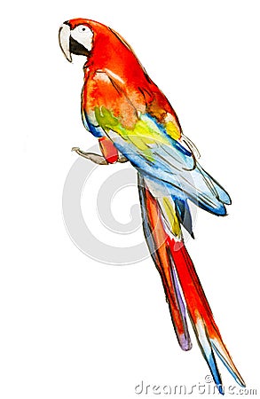 Red green macaw, ara parrot, isolated, watercolor illustration Stock Photo