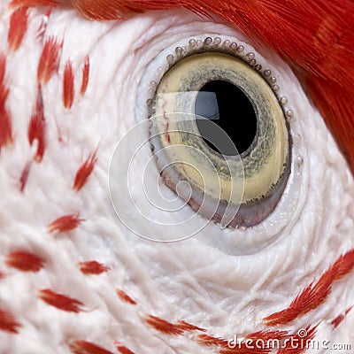 Red-and-green Macaw, close up on eye Stock Photo