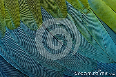 Red-and-green Macaw, close up on feathers Stock Photo