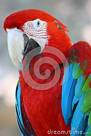 Red and green macaw parrot Stock Photo