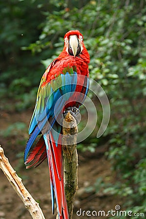 Red and green macaw parrot Stock Photo