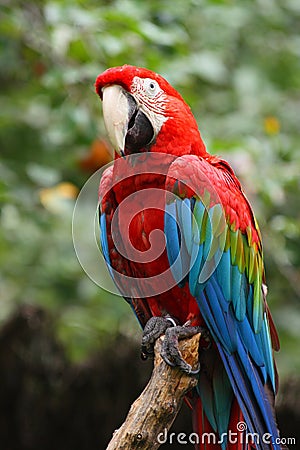 Red and green macaw parrot Stock Photo