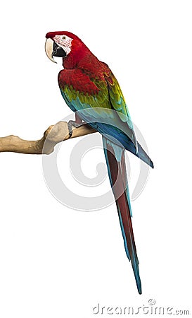 Red-and-green macaw perched on a branch, isolated Stock Photo
