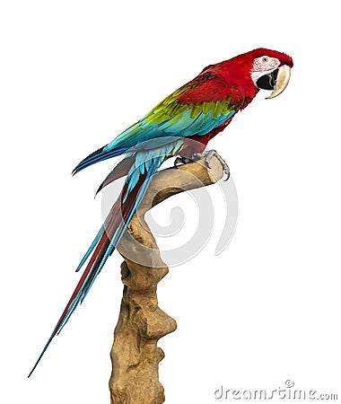 Red-and-green macaw perched on a branch, isolated Stock Photo