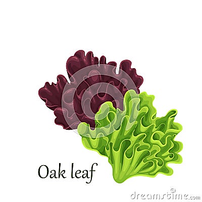 Red and green oak lettuce salad Vector Illustration