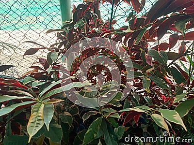 Red and green ornamental plants thrive in the school`s front yard Stock Photo