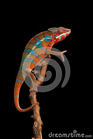 Red and green panther chameleon sitting on a branch on a black background Stock Photo