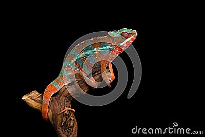 Red and green panther chameleon sitting on a branch on a black background Stock Photo