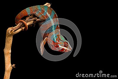 Red and green panther chameleon sitting on a branch on a black background Stock Photo