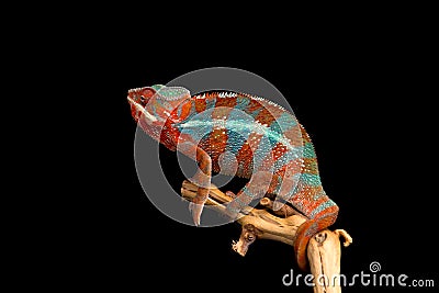 Red and green panther chameleon sitting on a branch on a black background Stock Photo