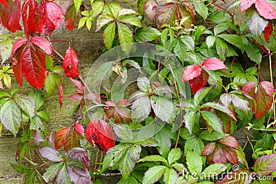 Red and green parthenocissus leaves Stock Photo