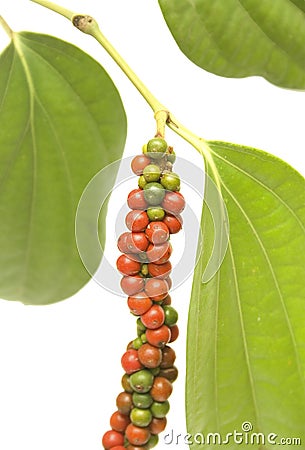 Red and Green Peppercorn Berries on Vine isolated Stock Photo