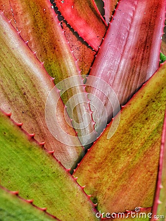 Red and green portrait oriented bromelia plant abstract background image Stock Photo