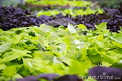 Red and green potato vine Stock Photo