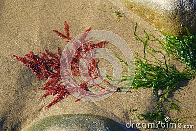 Red and green seaweeds on Welsh beach Stock Photo