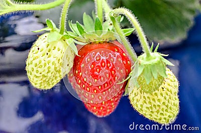 Red and green strawberries, fresh leaves, blue background Stock Photo