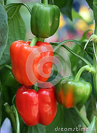 Red and green sweet peppers Stock Photo