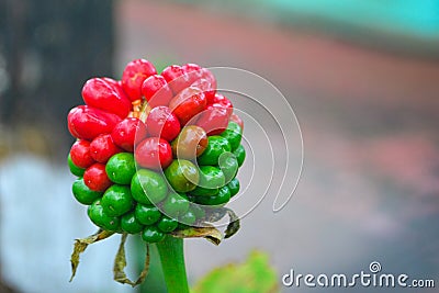 Red & green tags, Fruit of Arisaema serratum a toxic plant Stock Photo