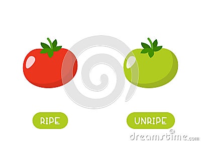 Red and green tomato cartoon illustration with typography. Cartoon Illustration