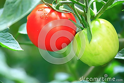 Red and Green Tomatoes Stock Photo