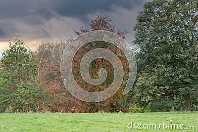 The Red and Greens of Scotlands Parks in Autumn Stock Photo