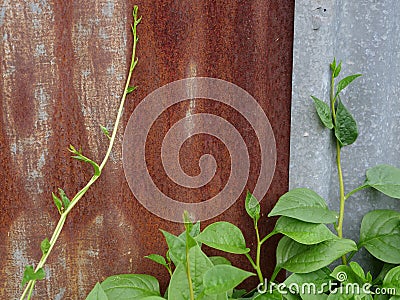 Red grey vintage fench background with Basella alba green organic vegetable Stock Photo