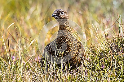 Scottish grouse, Lagopus in natural environment in Scotland Stock Photo