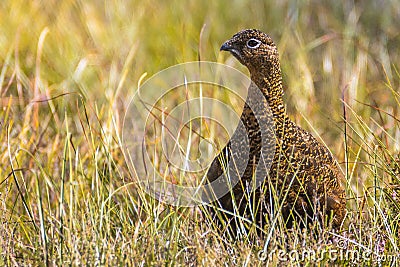 Scottish grouse, Lagopus in natural environment in Scotland Stock Photo