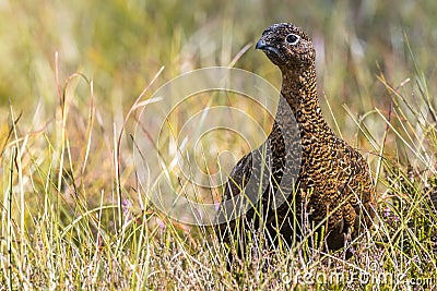 Scottish grouse, Lagopus in natural environment in Scotland Stock Photo