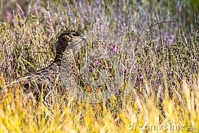 Scottish grouse, Lagopus in natural environment in Scotland Stock Photo