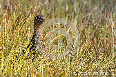 Scottish grouse, Lagopus in natural environment in Scotland Stock Photo