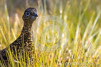 Scottish grouse, Lagopus in natural environment in Scotland Stock Photo