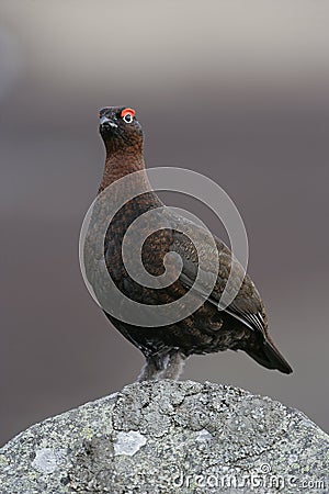 Red grouse, Lagopus lagopus Stock Photo