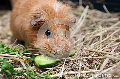 Red guinea pig eating cucumber Stock Photo