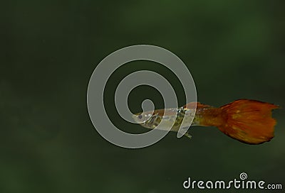 Red Guppy Fish Male in an acquarium Stock Photo