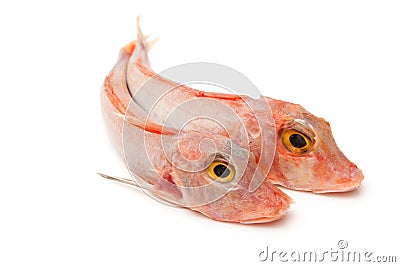 Red Gurnard fish Stock Photo