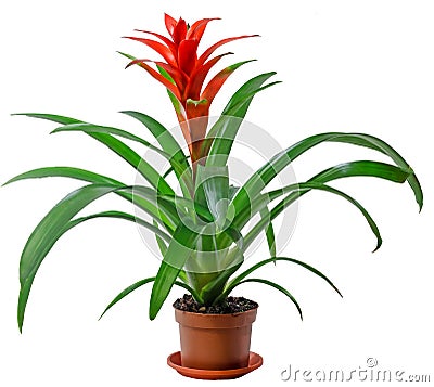 Red Guzmania flower in a brown flower pot, white background, close up. Family Bromeliaceae, subfamily Tillandsioideae Stock Photo