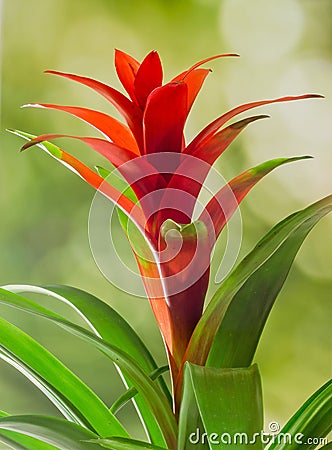 Red Guzmania flower, green background, close up. Family Bromeliaceae, subfamily Tillandsioideae Stock Photo