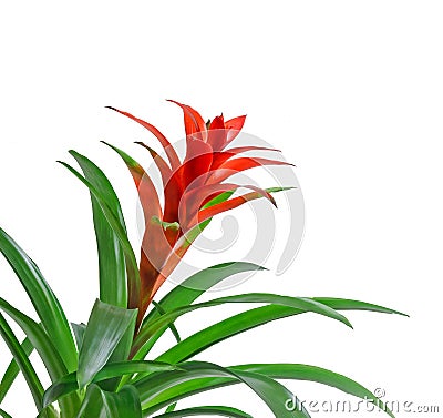 Red Guzmania flower, white background, close up. Family Bromeliaceae, subfamily Tillandsioideae Stock Photo