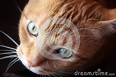 RED HAIR CAT Stock Photo