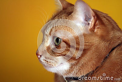 RED HAIR CAT Stock Photo