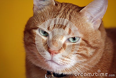 RED HAIR CAT Stock Photo