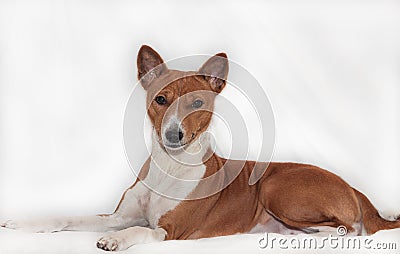 Red-haired, African non-fading dog basenji on a white background Stock Photo