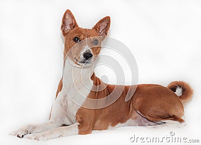 Red-haired, African non-fading dog basenji on a white background Stock Photo