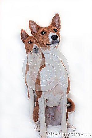 Red-haired, African non-fading dog basenji on a white background Stock Photo
