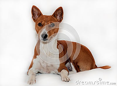 Red-haired, African non-fading dog basenji on a white background Stock Photo