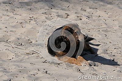 A dog that lies quietly on the beach sand in the city`s hydropark. Stock Photo