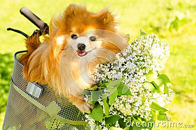 red-haired ginger Pomeranian spitz dog with bouquet of white lilacs in bicycle basket. Stock Photo
