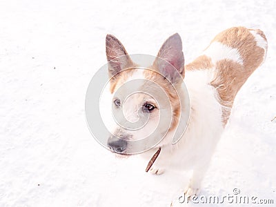 Red-haired homeless dog, street dog, kind and faithful Stock Photo