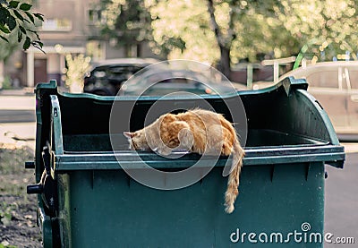 Red-haired hungry street cat sits on a trash can Stock Photo